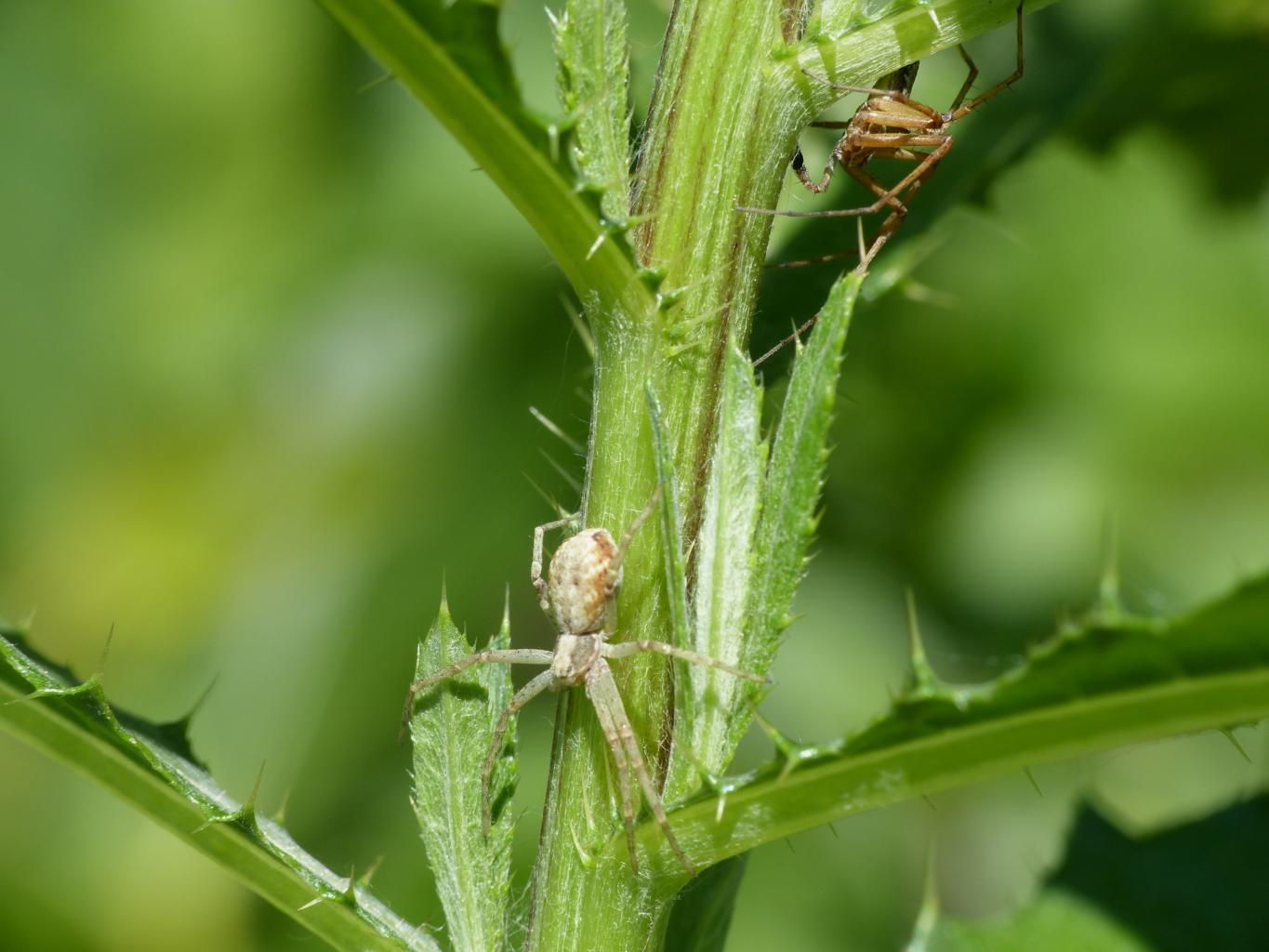 Coppia di Philodromus sp. - Bologna